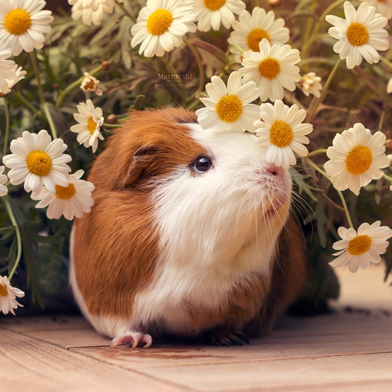 caviafotograaf veghel