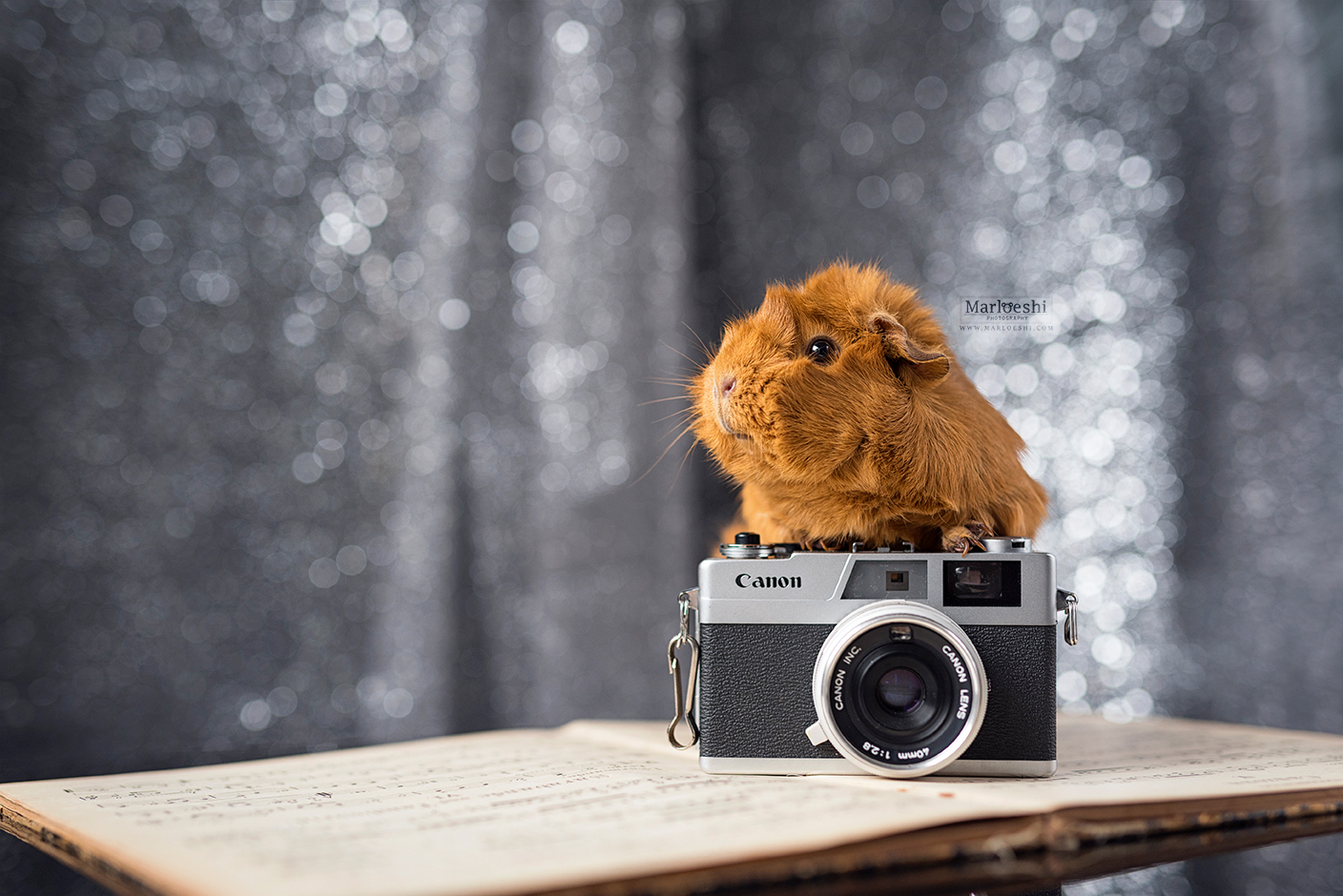 huisdierenfotograaf veghel