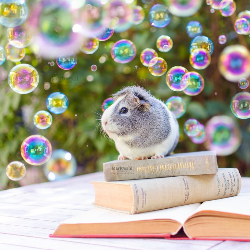 caviafotograaf veghel