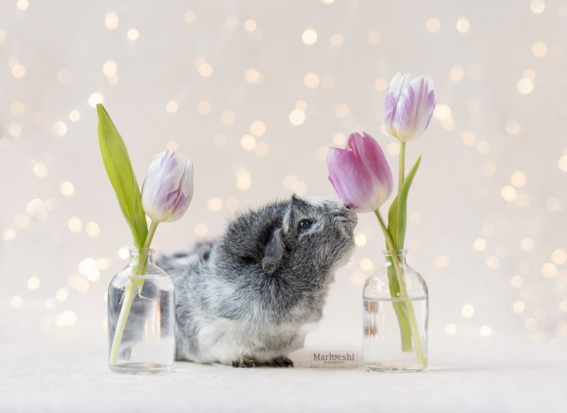 caviafotograaf veghel