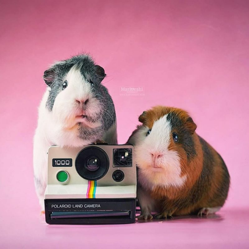 caviafotograaf veghel