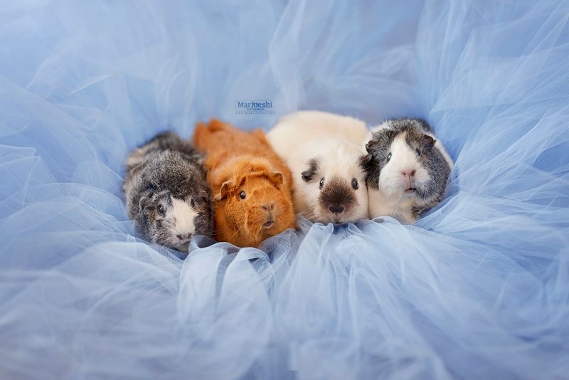 caviafotograaf veghel