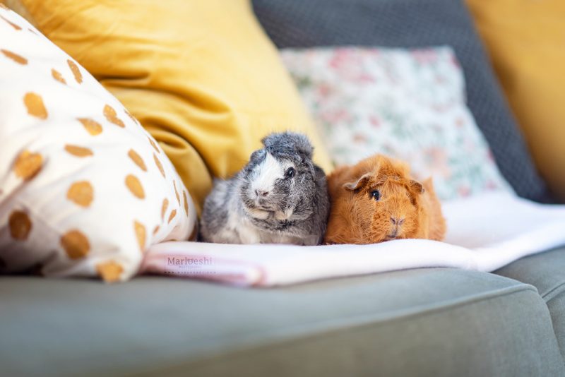 caviafotograaf veghel