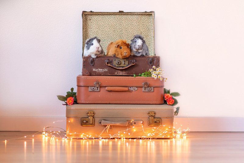 caviafotograaf veghel