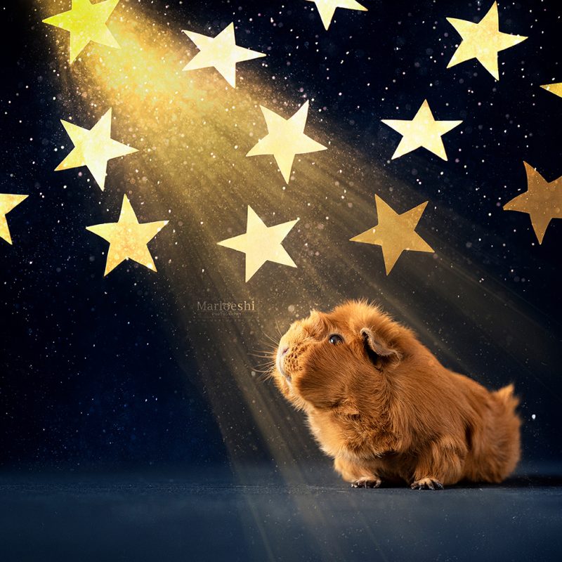 caviafotograaf veghel