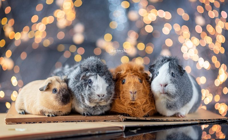 caviafotograaf veghel