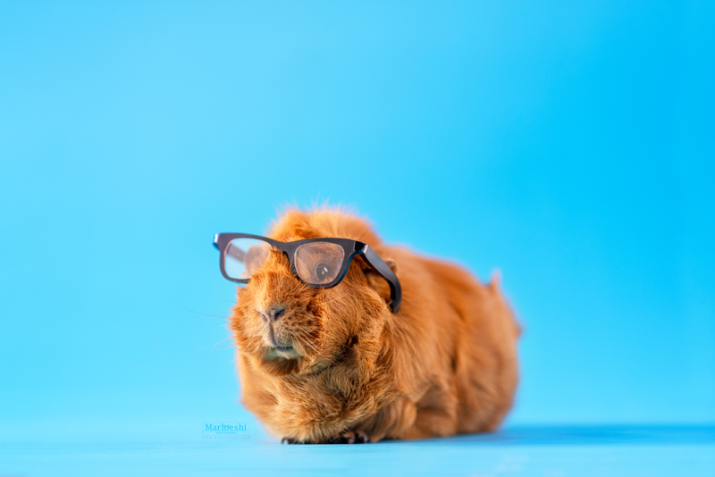 caviafotograaf veghel