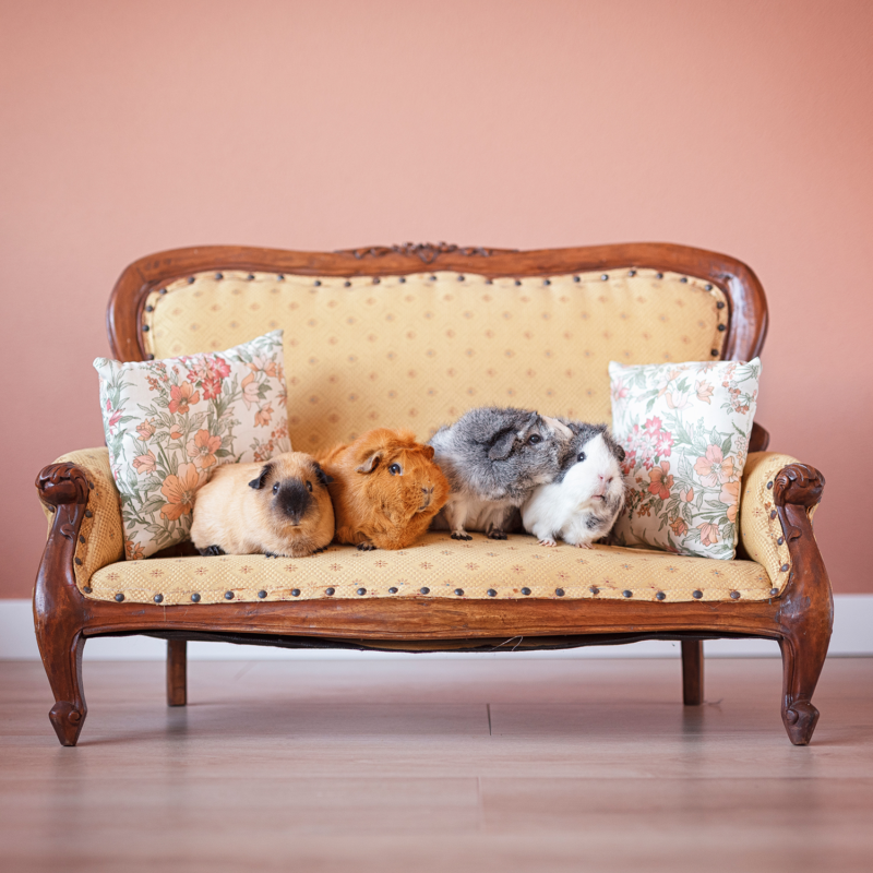 caviafotograaf veghel