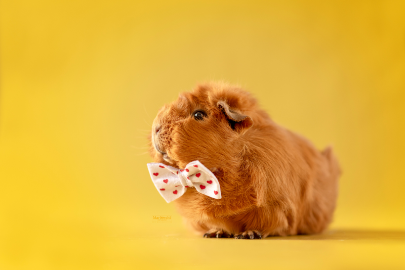 caviafotograaf veghel