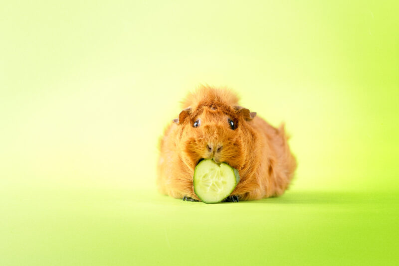 caviafotograaf veghel