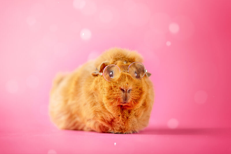 caviafotograaf veghel