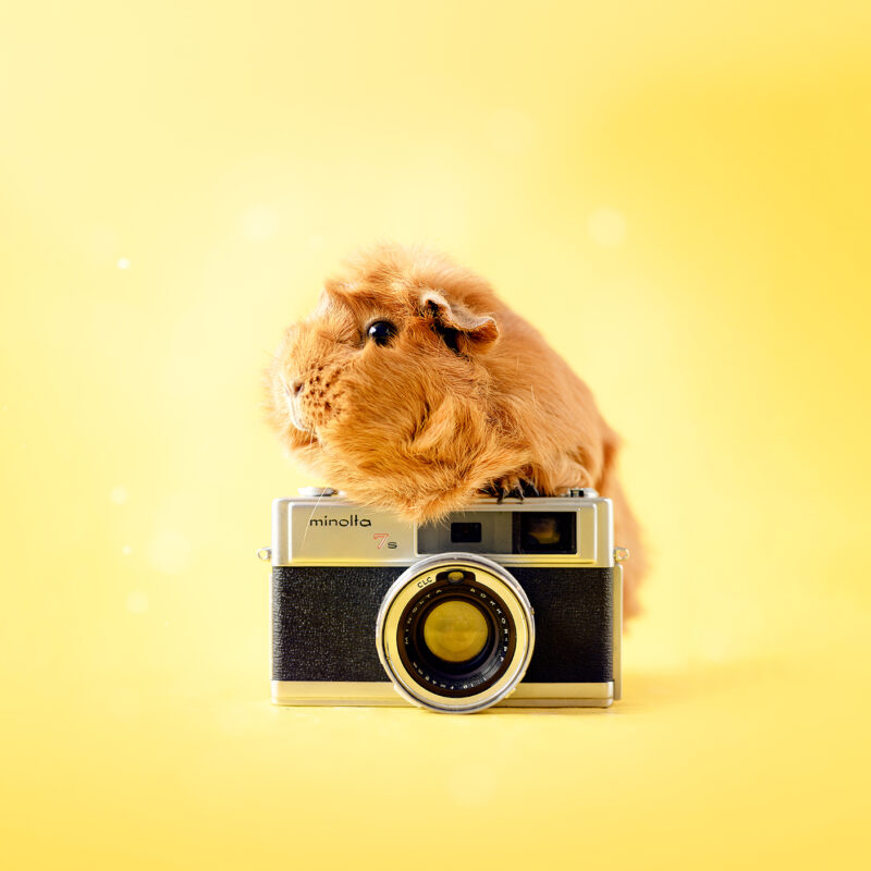 caviafotograaf veghel