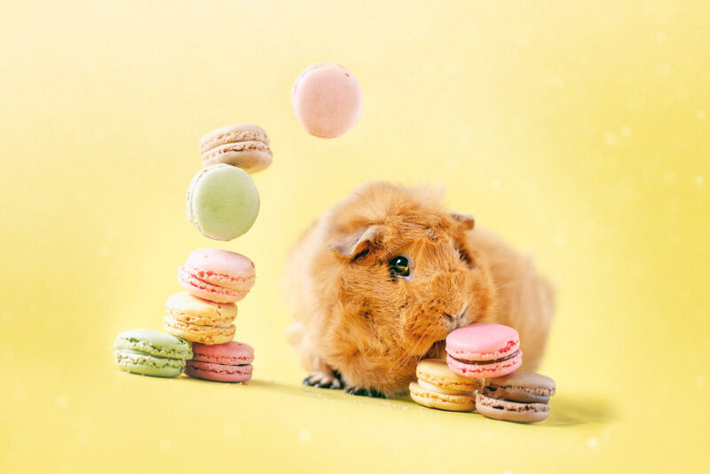 caviafotograaf veghel