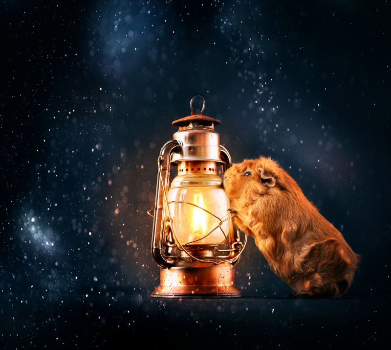 caviafotograaf veghel