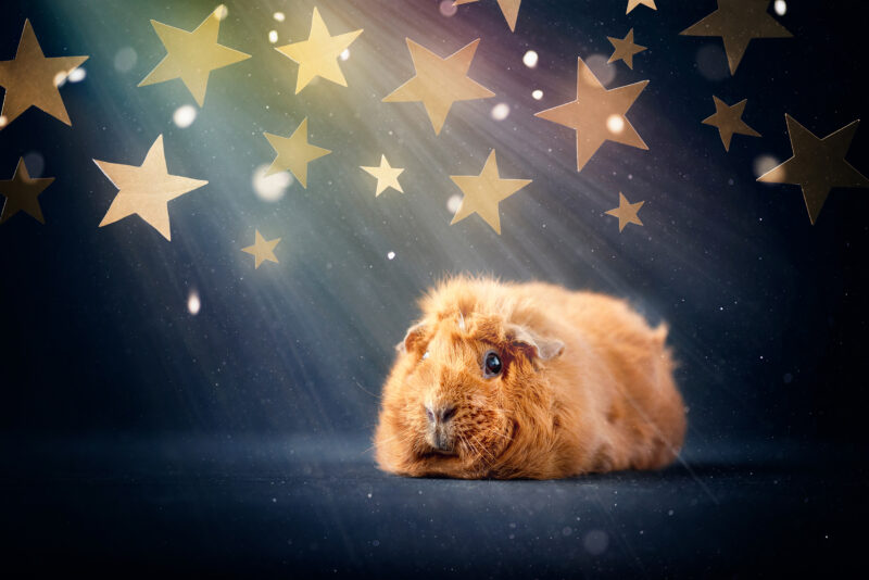 caviafotograaf veghel