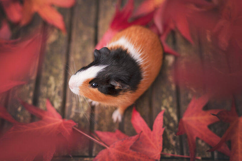 caviafotograaf veghel