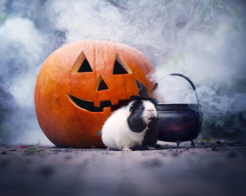 caviafotograaf veghel